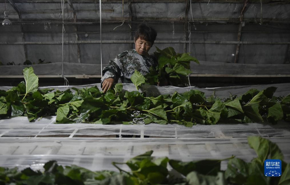 彩金沙平台登录